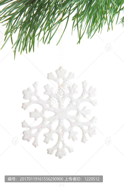 雪花在冷杉枝上