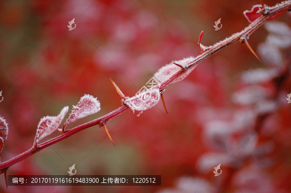 芭伯麗的刺