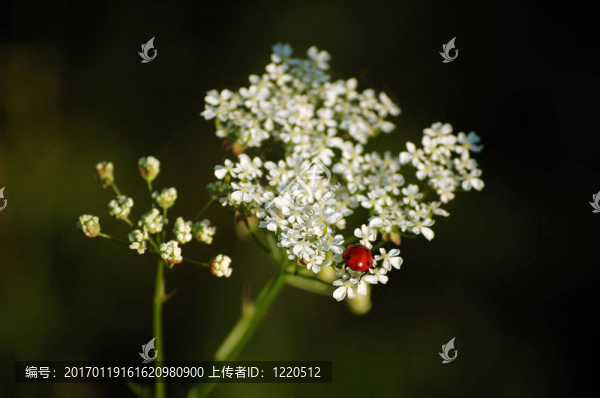 花上的瓢蟲
