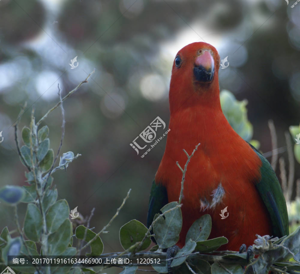 澳洲王鸚鵡