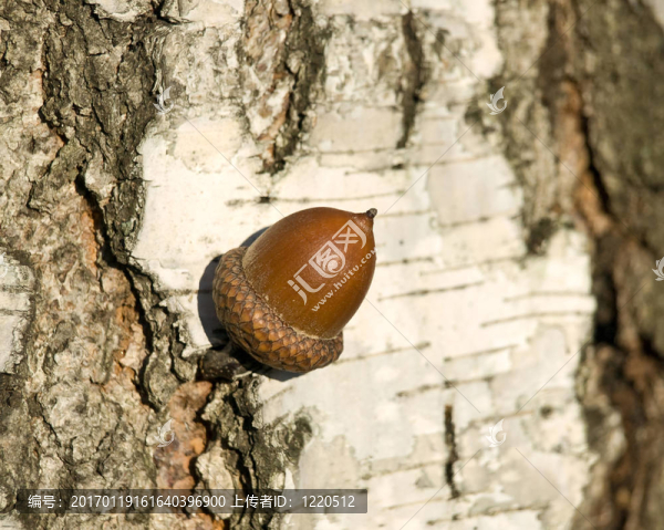 在白樺Acorn