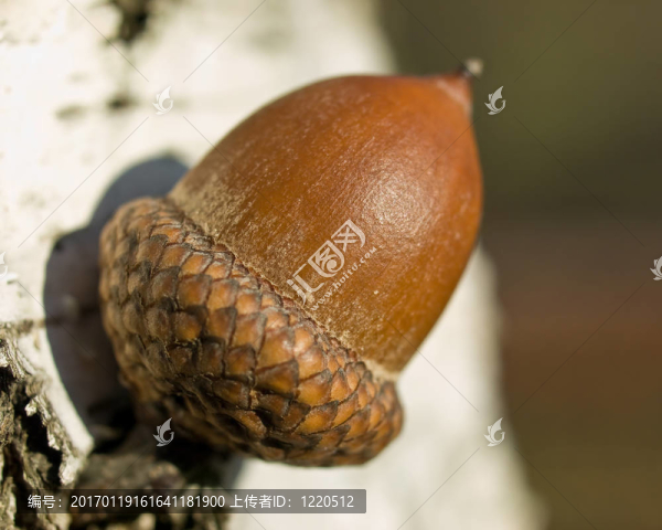 在白樺Acorn