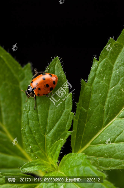 薄荷和Lady,Bug