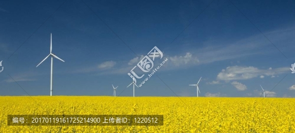 農(nóng)場的風(fēng)力渦輪機(jī)靠近油菜田