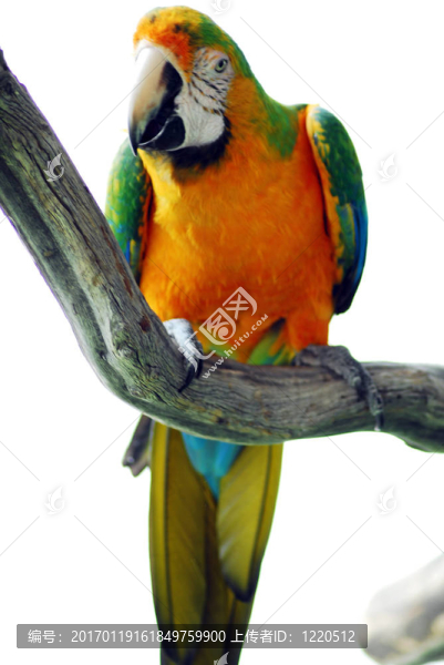 綠色和黃色的金剛鸚鵡鳥
