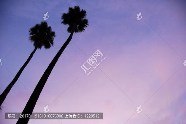 日落棕櫚樹