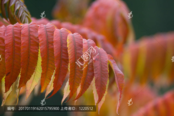 葉
