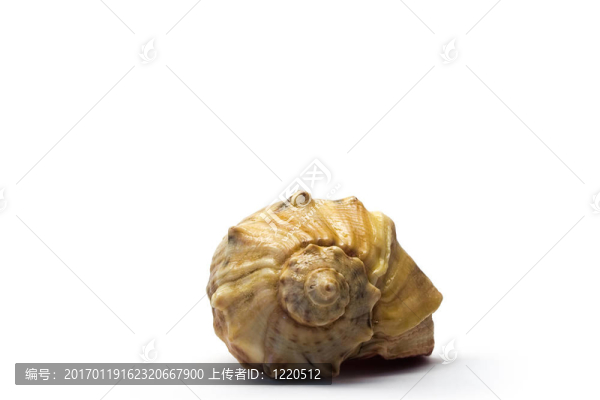 在白色背景上的貝殼