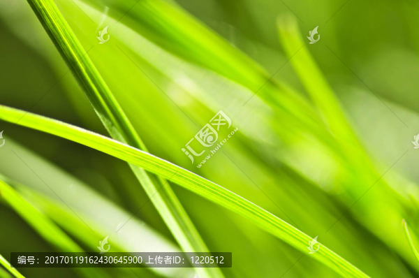 草綠色的背景