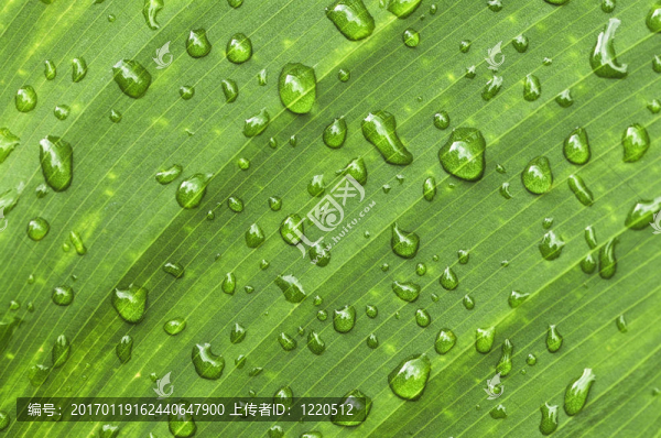 雨滴綠葉背景