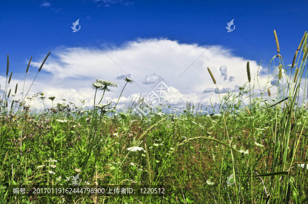 夏天的草地