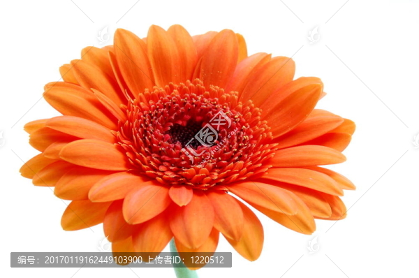 白色孤立花