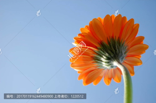 非洲菊雛菊
