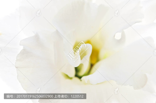 孤立的白色的花