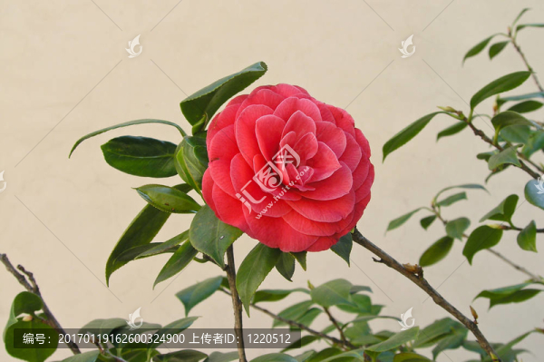 花園里的粉紅玫瑰