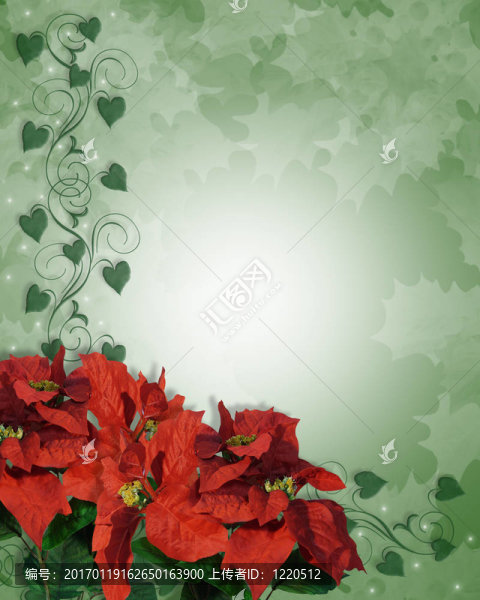 圣誕節(jié)一品紅邊境