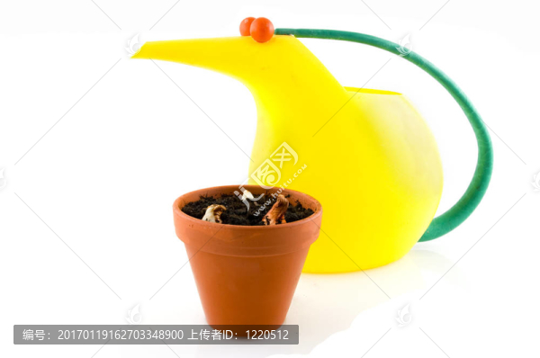 在波特球根花卉