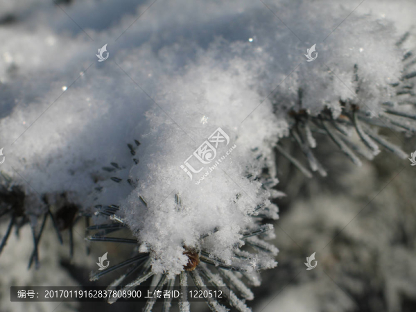 樹上的雪