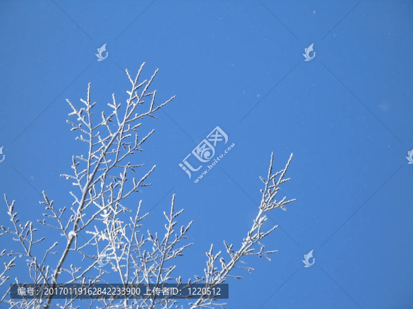 結(jié)霜的樹(shù)
