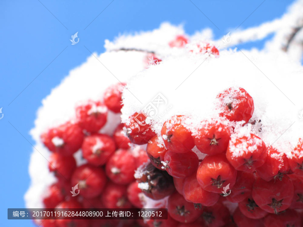 紅色的漿果覆蓋著雪
