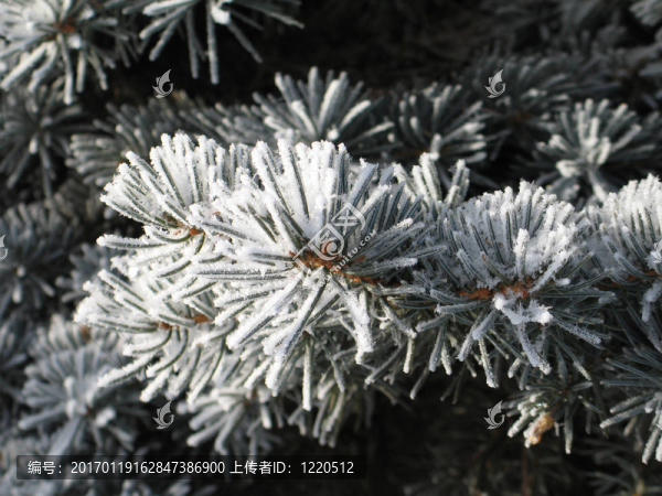 結(jié)霜的樹-匯圖網(wǎng) www.fosd68.com 結(jié)霜的樹