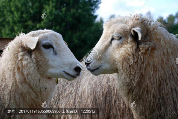 鼻子對(duì)鼻子-匯圖網(wǎng) www.fosd68.com 鼻子對(duì)鼻子