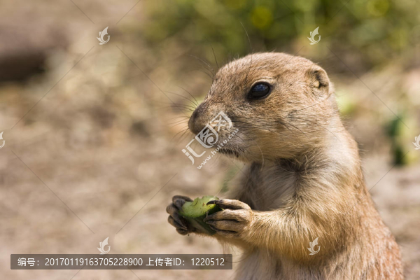 年輕的prairiedog