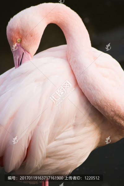 火烈鳥在廁所
