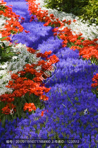 花像一條河