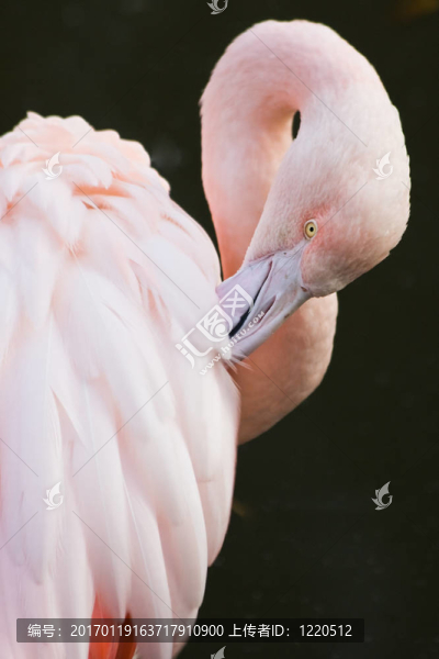 火烈鳥(niǎo)