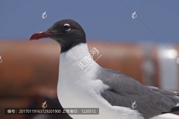 笑鷗
