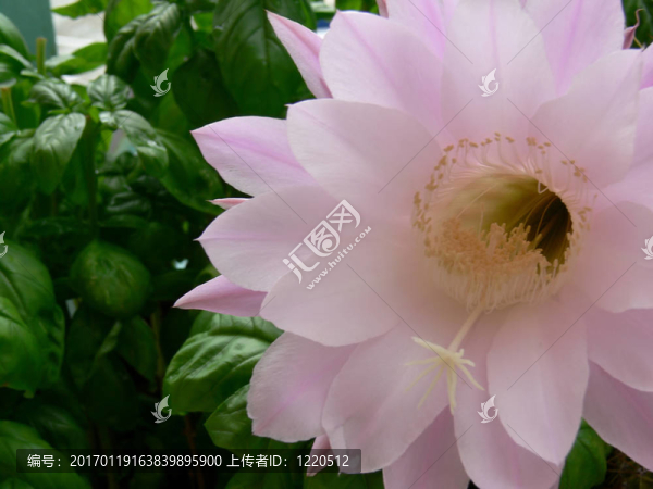 cactus_flower_and_basil