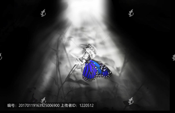 藍(lán)蝴蝶-匯圖網(wǎng) www.fosd68.com 藍(lán)蝴蝶