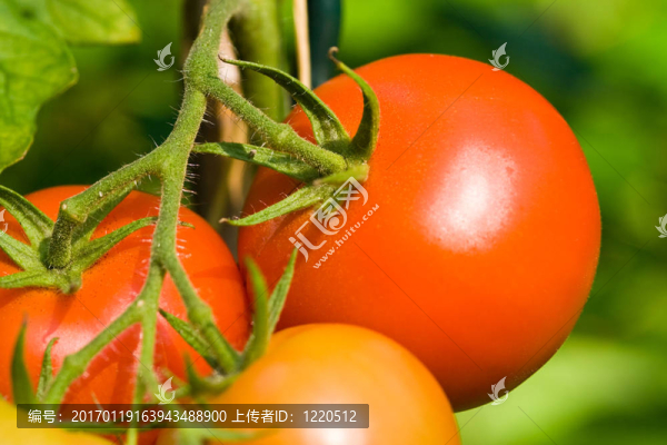 番茄