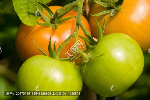 番茄