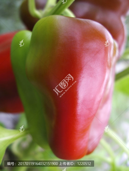 紅甜椒