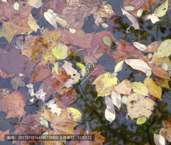 漂浮的秋葉