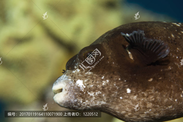 蒙面的河豚（Arothron,diadematus）