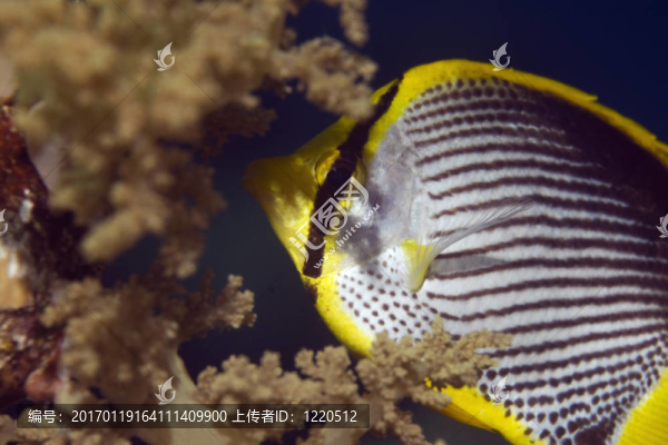 blackbacked蝴蝶魚（：Chaetodon,melannotus）