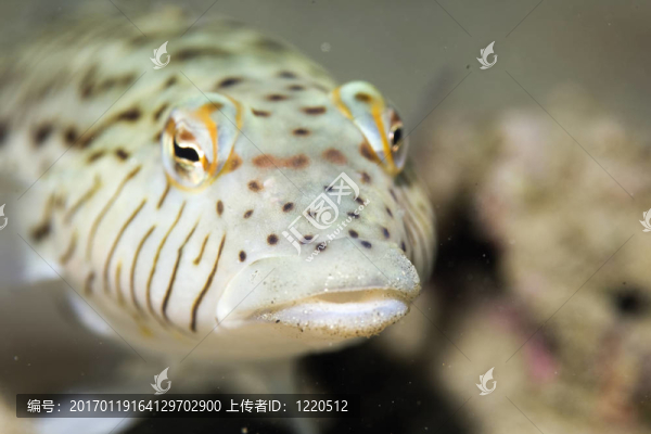 斑點(diǎn)（hexoppthalma,sandperch,Parapercis）