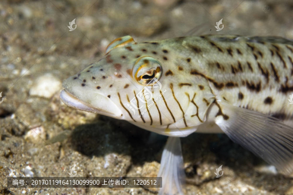 斑點(diǎn)（hexoppthalma,sandperch,Parapercis）
