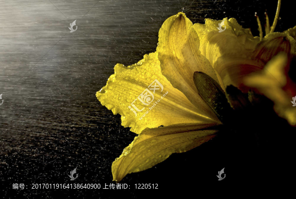 黃花菜淋浴