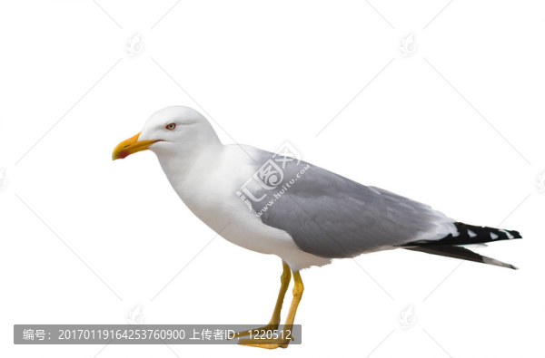 海鷗坐在白色的孤立
