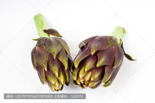 朝鮮薊