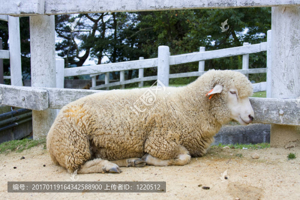 日本的羊