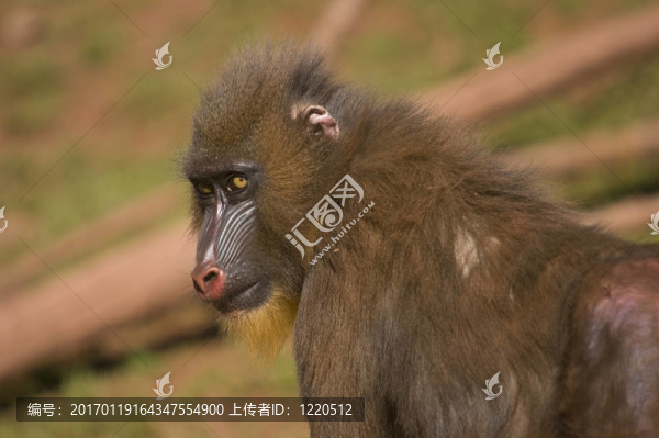 山魈
