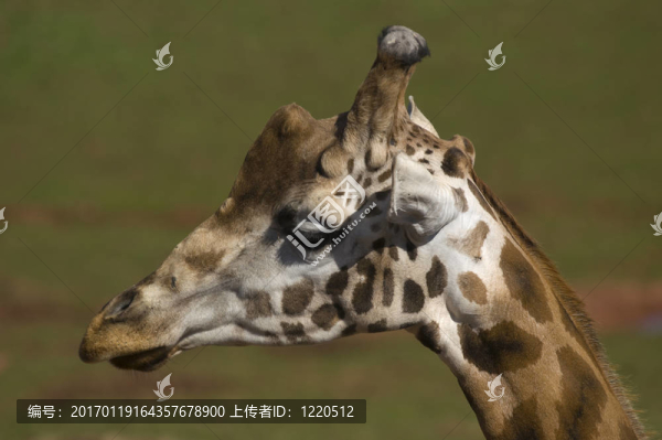 長頸鹿