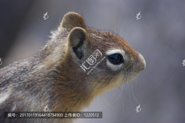 金毛松鼠