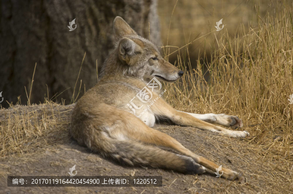 郊狼-匯圖網(wǎng) www.fosd68.com 郊狼