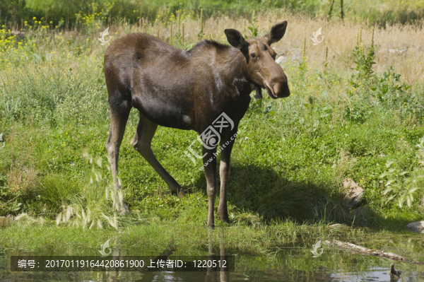 駝鹿